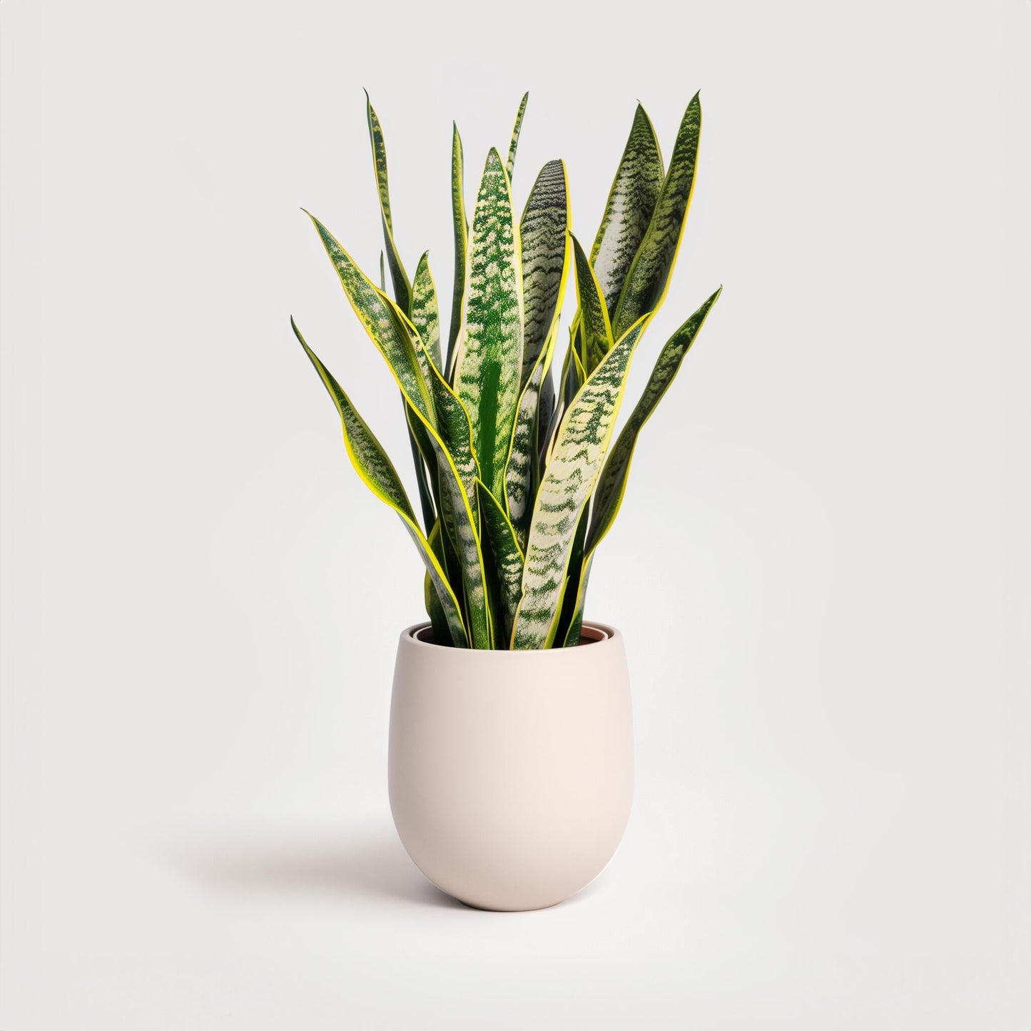 Snake Plant (Indoor Air Purifying Plant)